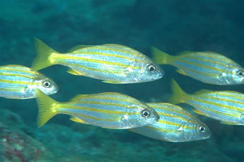 四條魚|四帶雞魚